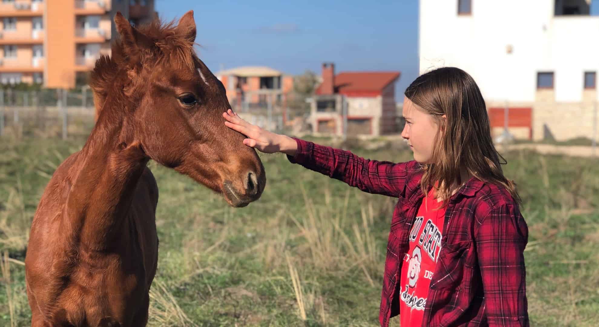 Equine Studies